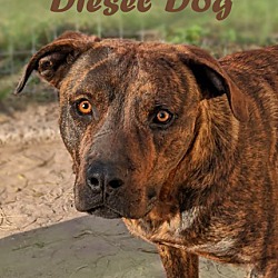 Photo of Diesel Dog