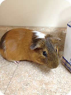 West Palm Beach Fl Guinea Pig Meet Stanley A Pet For Adoption