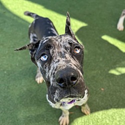 Great dane shop puppies inland empire