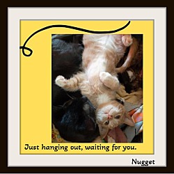 Thumbnail photo of Nugget - Aren't I cute! #1