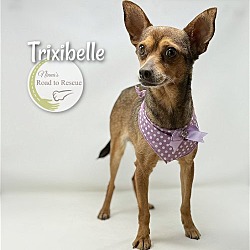 Thumbnail photo of Trixibelle #1