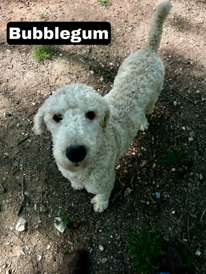 Photo of Bubblegum