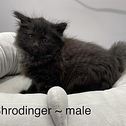 Photo of Shrodinger