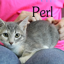 Thumbnail photo of Perl #1