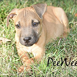 Thumbnail photo of PeeWee ~meet me! #1