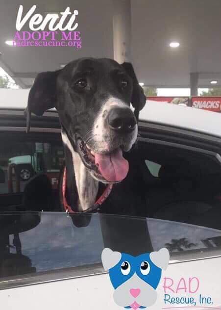 Adopt Venti a Black Great Dane / Mixed dog in Tucson, AZ ...