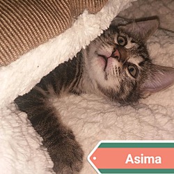 Thumbnail photo of Asima #3
