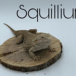 Photo of Squillium